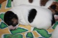 �t���tka Jack Russell teri�r s PP