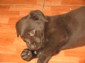 Labradorsk� retriever s PP
