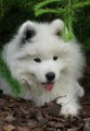 Samojed - �t��ata s PP
