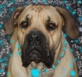 Jihoafrick� boerboel s PP