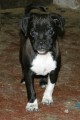 �ern� fena - mops x jack russel teri�r, 