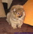 n�meck� �pic trpasli�� / pomeranian