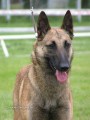 Belgick� ov��k malinois