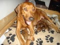 Rhod�sk� ridgeback, �t���tka s PP