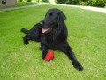 FLAT COATED RETRIEVER � NAB�DKA KRYT�