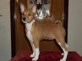 �t���tka Basenji s PP