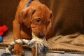 Rhod�sk� Ridgeback - �t��ata