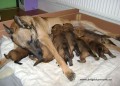 BO malinois - �t��ata