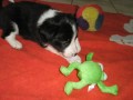 Border kolie �b �t��ata fenky s PP
