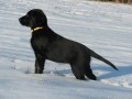 Flat coated retriever s PP - �t���tka ihned k odb�ru