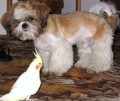 kryt� shih-tzu
