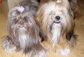 Lhasa Apso kryt�