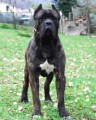 Cane corso - �t���tka