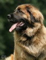 Leonberger �t���tka s PP
