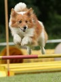 T�bor agility