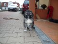 �t���tka kavkazsk�ho pasteveck�ho psa