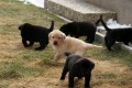 Unik�tn� pracovn� vrh - Labrador retriever
