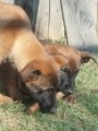 Prod�m: Belgick� ov��k-malinois s PP