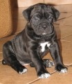�t��ata Cane corso s PP