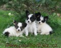 papillon , mot�lek