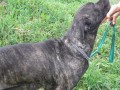 Cane corso - levn� prod�m psa a fenku bez PP