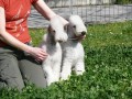 Bedlington teri�r