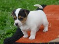 prod�m �t�n� jack russell terier