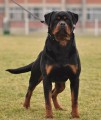 Rottweiler (rotvajler) �t��ata s PP