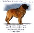 LEONBERGER �t��ata s PP