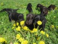 Flat coated retriever s PP- Hn�d� i �ern� ��.