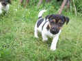 JACK RUSSEL TERIER � POSLEDN� PEJSEK!