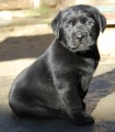 Labrador - �okol�dov� a �ern�  �t���tka s PP