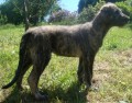 Irsk� vlkodav - �t��ata s PP