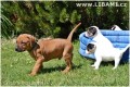 Rhodesian Ridgeback a Parson Russell teri�r �t��at