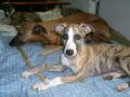 �t���tko vipet / whippet