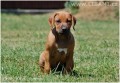 Rhodesian Ridgeback a Parson Russell teri�r �t��at