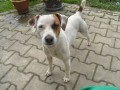 Daruji �t�n� Jack Russell terriera