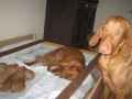Ma�arsk� oha� Vizsla �t���tka