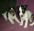 �T��ATA JACK RUSSELL TERIER