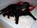 �t���tka FLAT COATED RETRIEVER� s PP