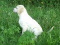 Labrador retriever - pejsek �t�n� s PP