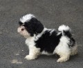 pejsek a fene�ka shih tzu
