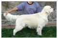 Nab�z�me kryt� golden retrieverem