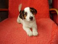 ڞasn� Jack Russell Terrier