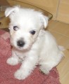 West Highland White teri�r 