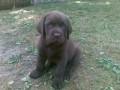 Labradorsk� retriever - �okol�dov� �t��ata s PP