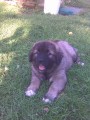 Prod�m posledn� fenku Kavkazsk�ho pasteveck�ho psa!!!