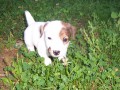 Jack Russell teri�r - �t���tka bez PP