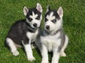 Sibi�sk� husky-