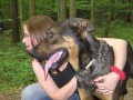 Mlad�ho k��ence beaucerona do dobr�ch rukou !
